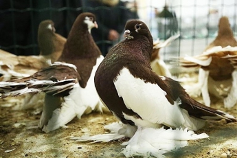 В Мелитополе начала работу выставка-ярмарка птиц (видео)