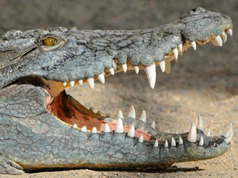 80-летний американец самостоятельно смог укротить двухметрового крокодила