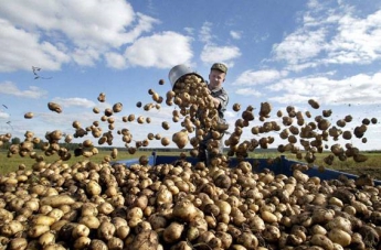 Запорожские селяне лишились ранней картошки (ФОТО)