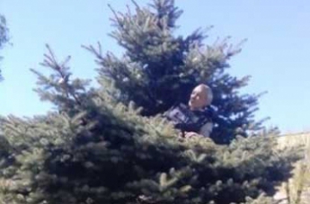 На дереве возле супермаркета мужчина "свил гнездо" (видео)