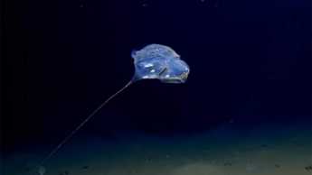 В Индийском океане заметили живой воздушный шар и сняли его на видео