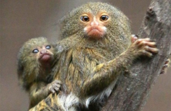 Ловкие и очень милые: в Запорожской области засняли самых маленьких обезьян в мире (ВИДЕО)