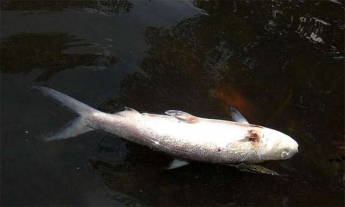 Кверху брюхом: в Запорожской области массово погибла рыба (ФОТО)