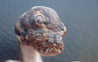 В Австралии обнаружили трехглазую змею (фото)