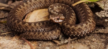 В Украине пострадало 5 человек от укусов змеи