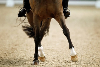 Курьёз: запорожский фотограф запечатлел "двуногую" лошадь (ФОТОФАКТ)