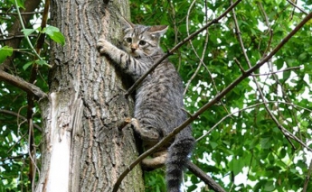 В Мелитополе спасали котенка, который "застрял" на дереве