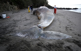 В Калифорнии на берег вымыло девять мертвых китов