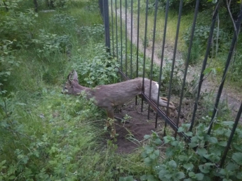 В Запорожье на территории базы отдыха косуля застряла в заборе (Фото)