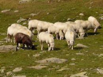 Селянина оштрафовали за овец на лимане