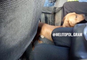 В Мелитополе водитель маршрутки спас собаку (фото)