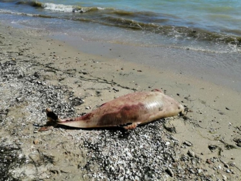 Мёртвых дельфинов нашли жители Бердянска на разных участках морского побережья (фото)