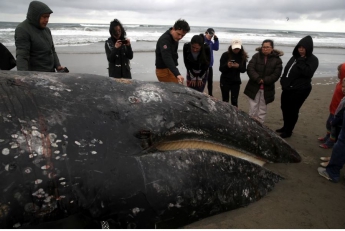Вблизи Калифорнии массово гибнут киты из-за недоедания и кораблей, – ученые бьют тревогу