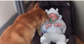 Реакція пса, якому показали новонародженого малюка, довела до сліз користувачів мережі (видео)