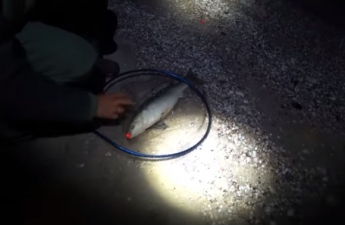 В Кирилловке пиленгаса ловят даже ночью (видео)
