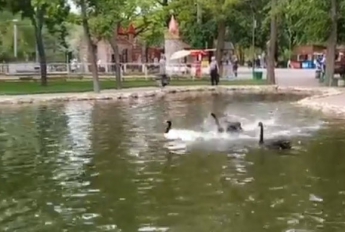 Черный лебедь в мелитопольском парке выживает новых обитателей (видео)