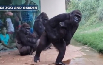 Прячущихся от дождя горилл сняли на видео