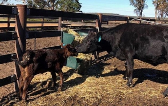 В Австралии родился двухголовый теленок-мутант (фото)