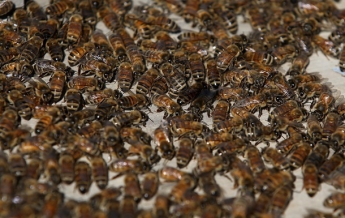 В Тернопольской области зафиксирован мор пчел