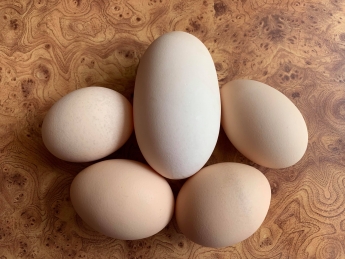 В Мелитополе курица несет гигантские яйца (фото)