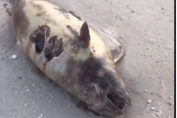 На берег моря в Кирилловке выбросило мертвого дельфина (видео)