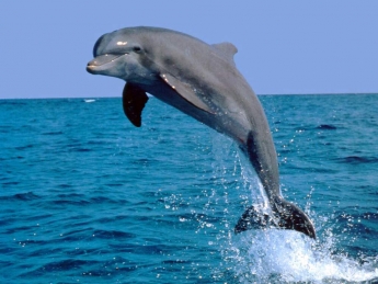 На запорожском курорте засняли дельфина (Видео)