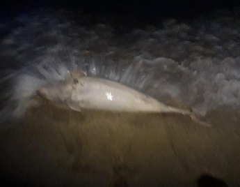 В Бердянске море выбросило на берег мертвого дельфина (фото)