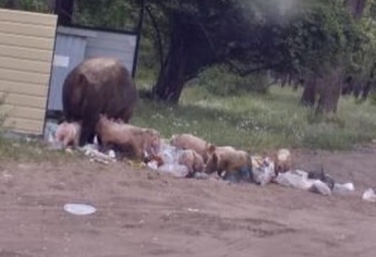 В мелитопольском лесопарке завелись свиньи (фото)