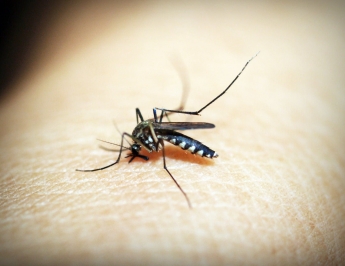 Вчені розповіли, яких людей комарі кусають частіше за інших
