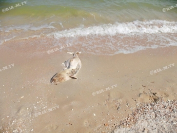 В Кирилловке на пляже разлагаются туши мертвых дельфинов (фото)