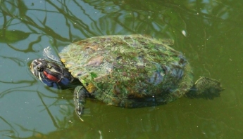 В Запорожье горе-мать со своими детьми вылавливала из пруда черепах (ФОТО)