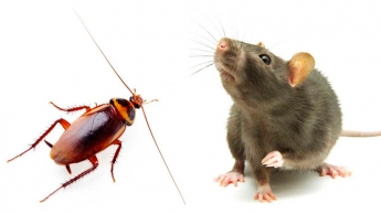 Мелитополь заполонили тараканы и крысы