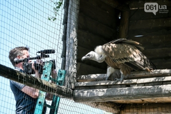 В Бердянском зоопарке родился редкий птенец белоголового сипа, - ФОТО, ВИДЕО