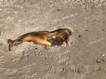 Туши мертвых дельфинов обнаружили рядом с промоиной в Кирилловке (фото, видео)