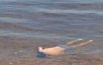 В море на Дальней косе в Бердянске обнаружили труп мужчины