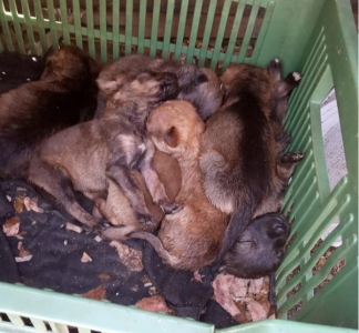 В Запорожье новорожденных щенков закрыли в пакете и выкинули (фото)