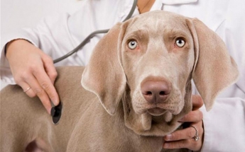 После посещения ветеринара чихающая собака стала хромать