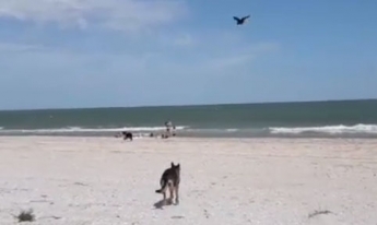 Курьезы: На Бирючем ворона устроила охоту на большую собаку (видео)