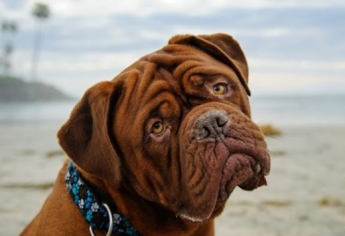 Ученые назвали "грустные глаза" собак манипуляцией