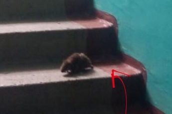 Крысы в Мелитополе "позируют" для фото в многоэтажках