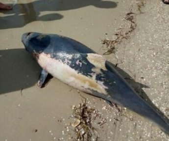 В Кирилловке на пляже снова нашли дельфина (фото)