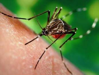Ученые выяснили, как комары выбирают своих жертв