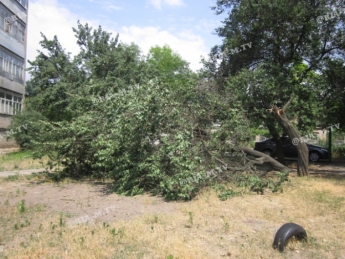 В Мелитополе рухнувшее от старости дерево едва не привалило женщину с ребенком (фото)