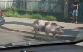 В Виннице свинья сбежала из прицепа авто посреди дороги (видео)