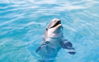 Как на одном из херсонских курортов отдыхающие с дельфинами купались