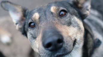 В Запорожье на людях убили собаку (ФОТО 18+)