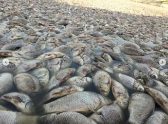 Под Запорожьем на речке Большая Белозерка экокатастрофа: тысячи мертвых рыб (Фото)