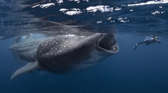 Величезна китова акула схопила дайвера за ногу, але все закінчилося зовсім непередбачувано (видео)
