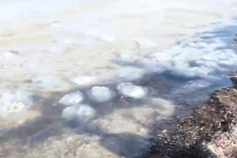 Пляж в курортном поселке на Азовском море заполонили медузы. Шокирующие кадры (видео)