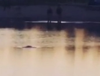 В Мелитополе в озере завелось свое чудовище? (видео)